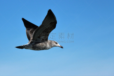 岬海燕,水平画幅,无人,鸟类,户外,自然美,海岸线,海燕,海鸟,管鼻藿