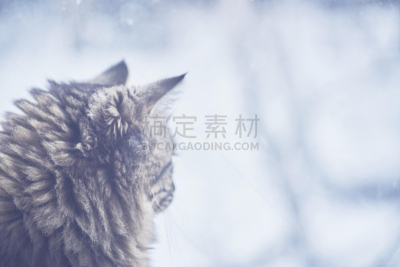 拉凡他那石拱,野生猫科动物,可爱的,灰色,好奇心,霜,雪,猫科动物,动物,装饰物