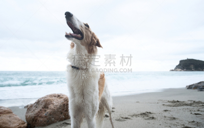 海滩,肖像,苏俄牧羊犬,白色,快乐,褐色,水,美,水平画幅,形状