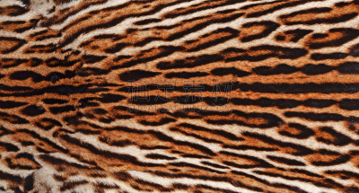 纹理,皮毛大衣,南美洲虎猫,南美,野生猫科动物,美,水平画幅,动物身体部位,特写,雨林