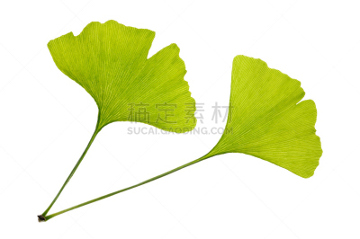 银杏树,叶子,嫩枝,银杏,美,水平画幅,绿色,无人,白色背景,背景分离