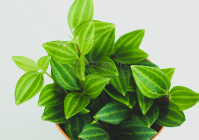无人,新加坡,植物,图像,室内植物,皱叶椒草,水平画幅,绿色,生物,摄影