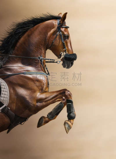 特写,马,栗子色,垂直画幅,褐色,母马,无人,侧面像,动物身体部位,职业运动员