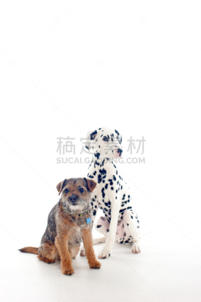 博德猎狐犬,大麦町,古老的,小狗,垂直画幅,留白,纯种犬,小的,可爱的,无人