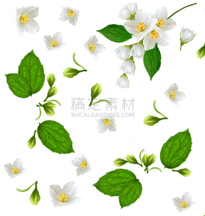 茉莉,枝,花头,嫩枝,植物茎,花蕾,雏菊,花瓣,垂直画幅,花