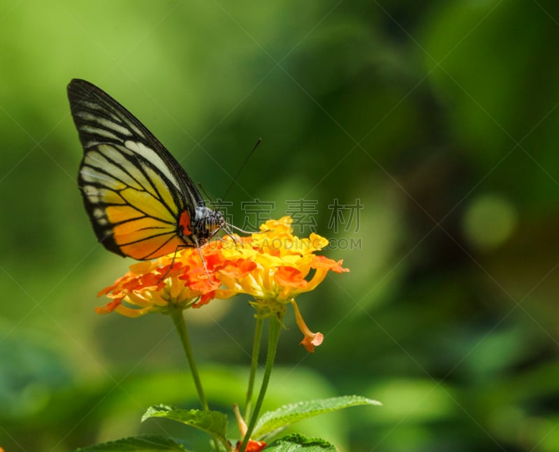 蝴蝶,Common Rose Swallowtail Butterfly,水平画幅,无人,昆虫,摄影