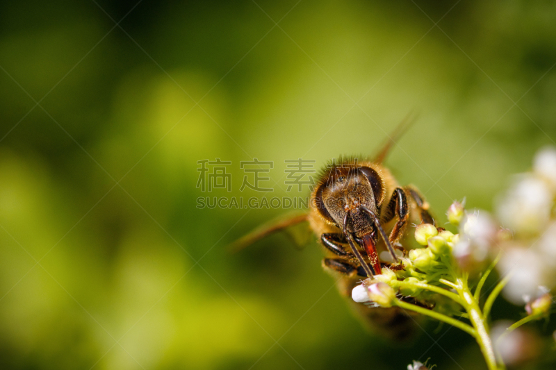 花粉,蜂蜜,蜜蜂,蜂箱,白色,农作物,明信片,贺卡,蜂王浆,图像