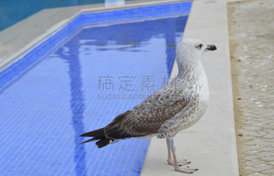 黑脊鸥,欧洲,自然,欧洲银鸥,阿尔加威,野生动物,图像,雄性动物,游泳池,脊椎动物