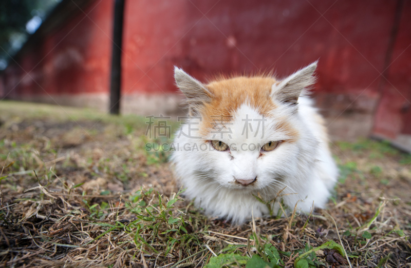 野生猫科动物,流浪动物,美,公园,外立面,水平画幅,古老的,户外,青年人,白色