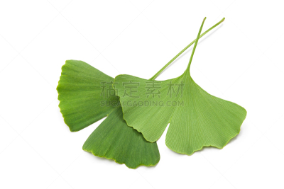 叶子,银杏,银杏树,美,水平画幅,无人,两个物体,顺势医学,白色,植物