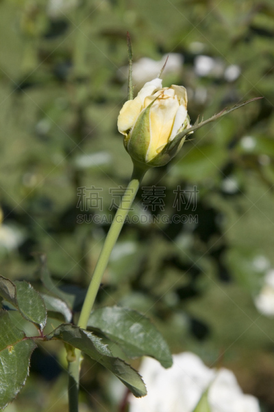 玫瑰,花蕾,植物大小,垂直画幅,植物形态,植物属性,植物的组成部分,无人,户外,仅一朵花