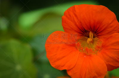 旱金莲花,动物鼻子,选择对焦,留白,水平画幅,无人,特写,仅一朵花,彩色背景,荧光灯