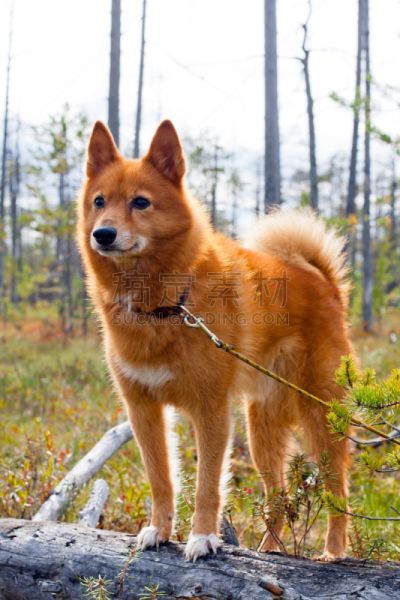 猎犬,自然,垂直画幅,非都市风光,芬兰波美拉尼亚丝毛狗,沼泽,户外,图像,犬科的,宠物