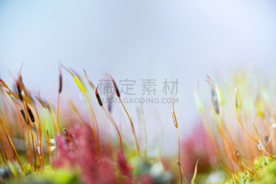 孢子囊,大特写,视角,根霉属菌,减数分裂,孢子体,有丝分裂,苏铁科植物,霉病,真菌和霉菌