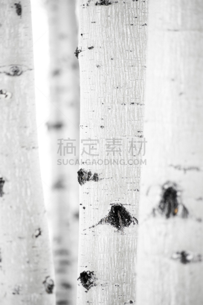 四季,垂直画幅,灵感,雪,无人,圣胡安山脉,户外,白色,冬天