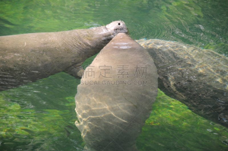 海牛,濒危物种,微咸水,海洋生命,野生动物,灰色,佛罗里达,水面,哺乳纲,一只动物