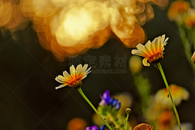 雏菊族,输卵管,人体子宫,生殖器官,枝繁叶茂,女人,植物,2015年,夏天,户外