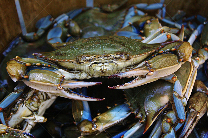 马里兰蓝蟹,巴尔的摩,蓝蟹,马里兰,螃蟹,容器,水平画幅,无人,蓝色,海产