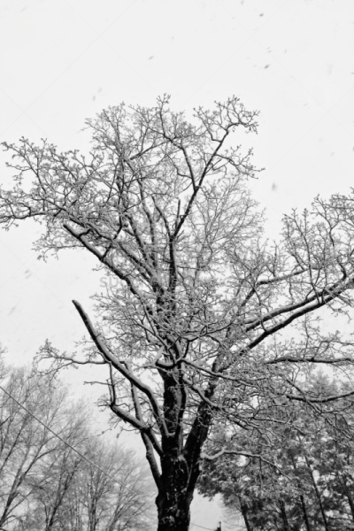 东北风,捕获的,垂直画幅,雪,无人,户外,树林,植物,冬天,从容态度