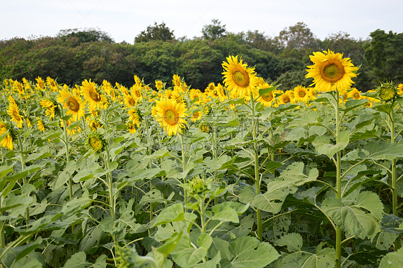 自然,向日葵,菜园,美,水平画幅,无人,户外,泰国,自然美,common sunflower