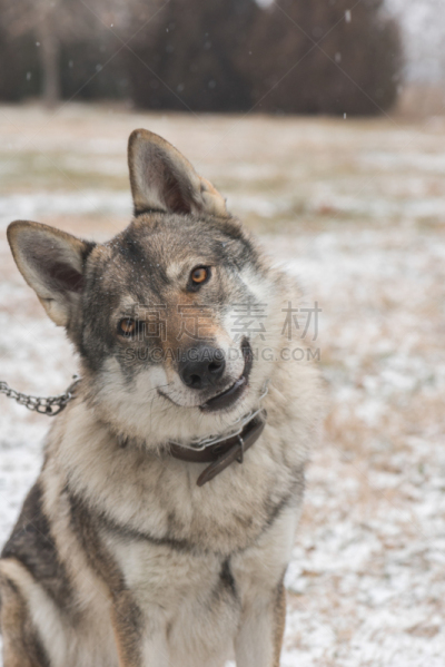 捷克,莱卡犬,西伯利亚哈士奇犬,雪橇犬,垂直画幅,选择对焦,正面视角,无人,动物身体部位,户外