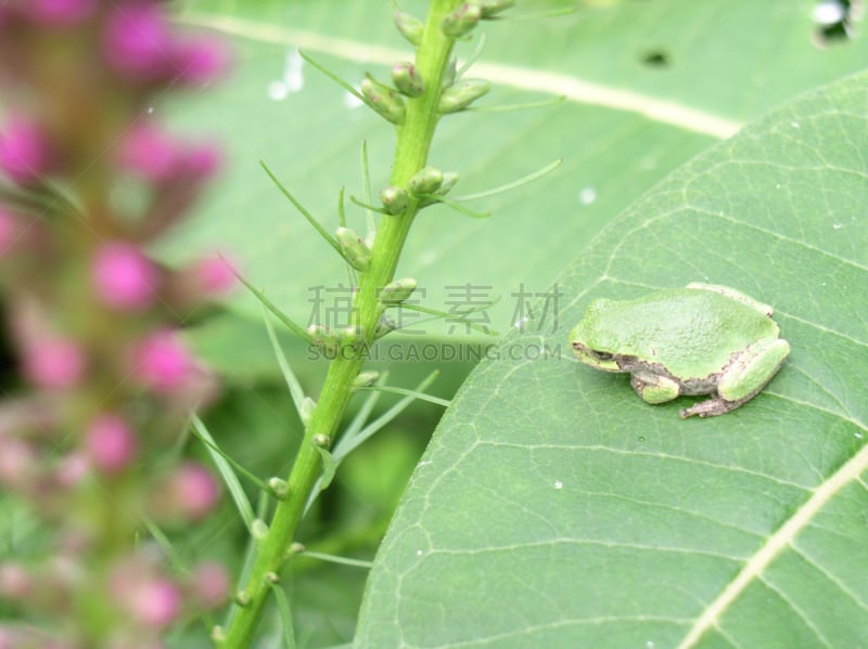 青蛙,野生动物,美国,水平画幅,绿色,韦尔斯利岛,无人,纽约州,韦尔斯利岛州立公园,野外动物