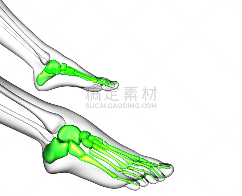 健康保健,三维图形,足部骨骼,插画,胫骨,腓骨,人类脚趾,人类骨架,水平画幅,足