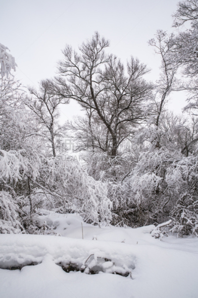 雪,俄罗斯,冬天,自然,地形,森林,自然美,垂直画幅,天空,美