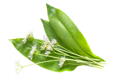 熊葱,草药,打虫药,自然,芳香的,水平画幅,素食,无人,维生素,恢复
