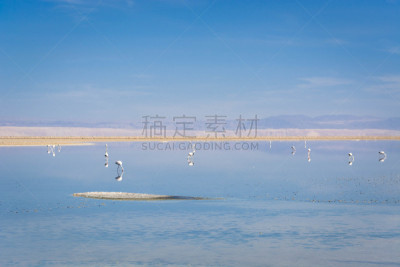 南美,火烈鸟,水,天空,美,水平画幅,鸟类,旅行者,户外,湖
