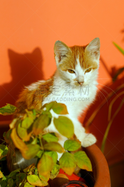 小猫,自然美,太阳,可爱的,肖像,希腊,好奇心,小的,动物,面部表情