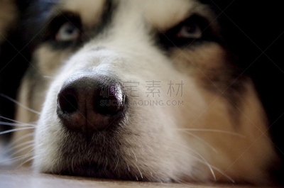 狗,蓝色眼睛,动物鼻子,西伯利亚哈士奇犬,美,褐色,水平画幅,爱斯基摩犬,阿拉斯加雪橇犬,看