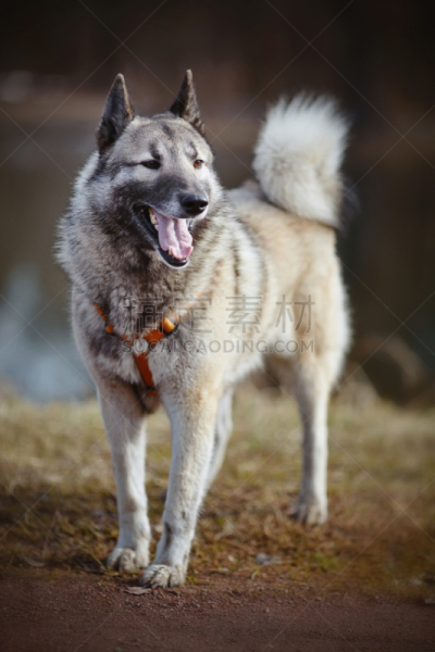 狗,动物毛,莱卡犬,牧羊犬,垂直画幅,纯种犬,可爱的,家畜,动物学,小狗
