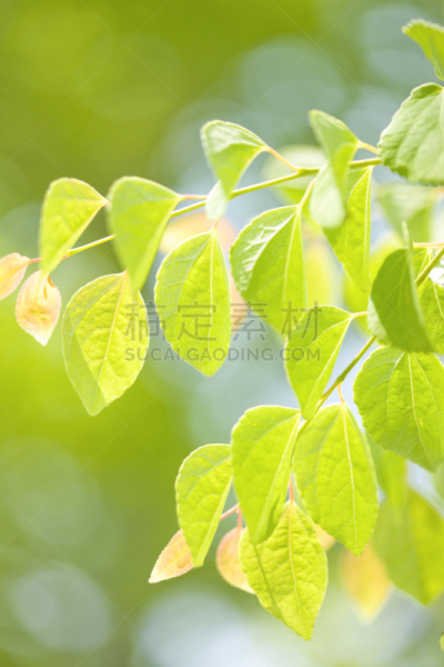 连香树属,垂直画幅,绿色,秧苗,无人,夏天,春天,植物,新生活,光
