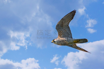 鸽子,老鹰,灰背隼,猎鹰,自然,天空,迅速,食肉鸟,水平画幅,无人