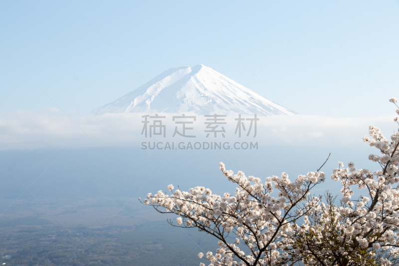 富士山,日本,花朵,背景,樱之花,接力赛,富士河口湖,山梨县,静冈县,樱花