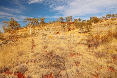 偏远地区,澳大利亚,鬼臼树,三齿稃,the pilbara,半干旱,桉树,东欧大草原,西澳大利亚,天空