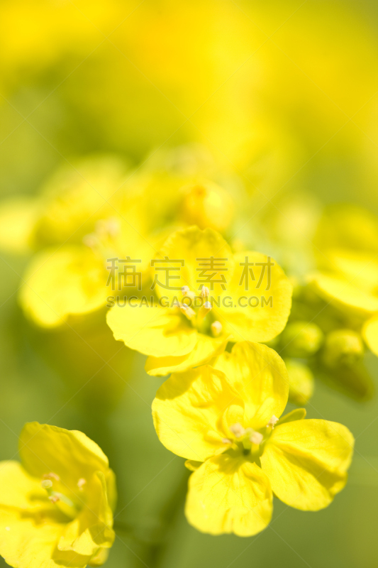 油菜花,滨离宫园,垂直画幅,无人,特写,农作物,春天,植物,黄色,东京