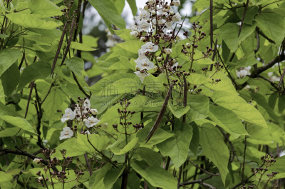 豆,花蕾,枝,花头,梓木,索非亚,水平画幅,无人,特写,白色