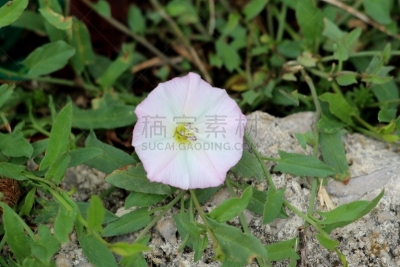 多年生植物,植物,岩石,充满的,田地,白色,旋花植物,花,环绕,生长