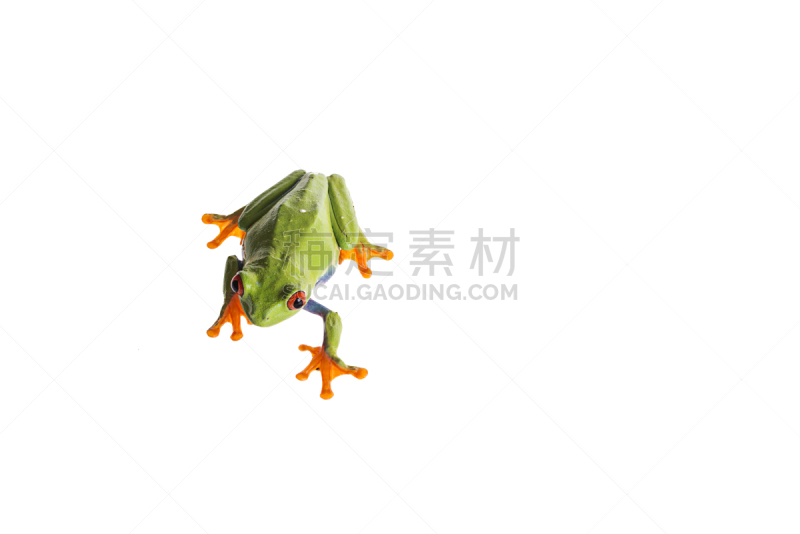 白色背景,红眼树蛙,分离着色,留白,动物手指,水平画幅,无人,蜥蜴,动物身体部位,热带雨林