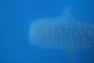 鲸鲨,黎牙实比市,浮游生物,自然,野生动物,水平画幅,水肺潜水,无人,蓝色,菲律宾