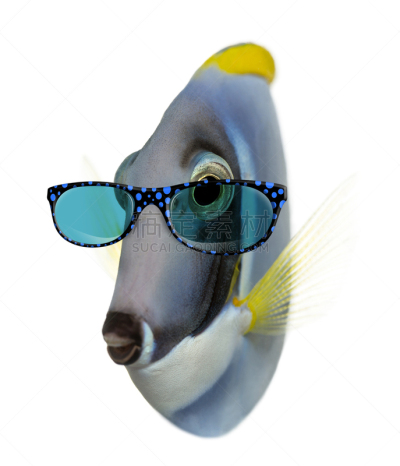 眼镜,衣服,粉蓝颊纹鼻鱼,blue tang fish,白色,扑面粉,分离着色,垂直画幅,水,动物嘴
