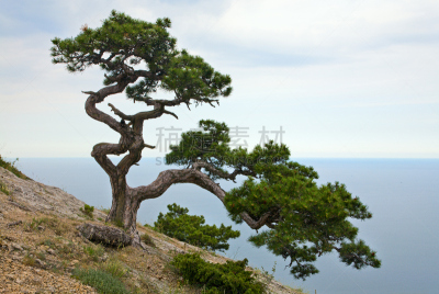 刺柏属丛木,自然,水,天空,水平画幅,山,克里米亚,无人,水平线,乌克兰