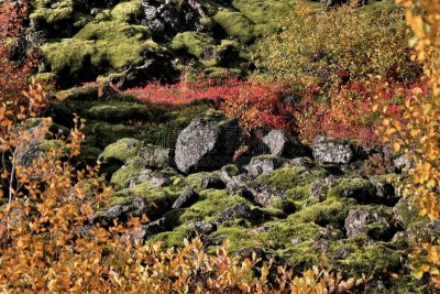 苔藓,冰岛国,水平画幅,瀑布,小丘,无人,火山地形,户外,地衣,雷克雅未克