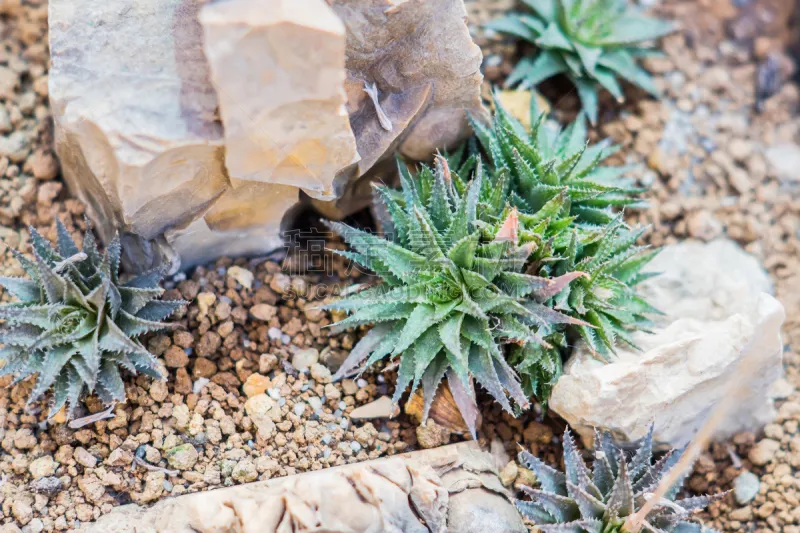 石头 多肉植物 植物园 特写 美 水平画幅 无人 尖利 夏天 户外图片素材下载 稿定素材