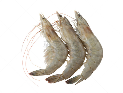 虾,白色背景,背景分离,分离着色,煮食,水平画幅,膳食,海产,鸡尾酒,明虾