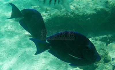 颊纹鼻鱼,大西洋,blue tang fish,热带鱼,水平画幅,无人,水下,墨西哥,鱼类,海洋