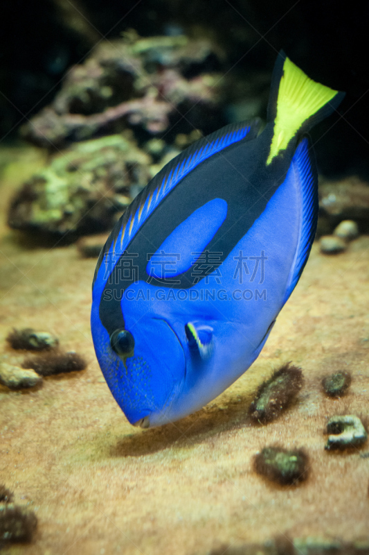 调色板,颊纹鼻鱼,水族馆,鱼类,名声,垂直画幅,水,blue tang fish,动物学,水下