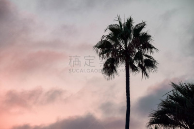 加利福尼亚,棕榈树,棕树之王,自然,天空,水平画幅,无人,蓝色,热带树,户外